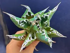 アガベチタノタ　悪魔くんOC株　親株出品(検索)大白鯊　皇冠　スパチタ　麻花龍 RAFLUMコレクション】アガベ チタノタ 