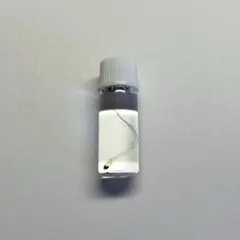 투명 표본 멸치