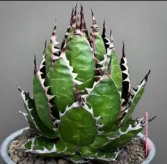 アガベ✴︎チタノタ✴︎ドラゴンクロー✴︎大きめ中美株✴︎短葉極上強棘✴︎低重心✴︎タグ付き Lj_plants】Z9 アガベ チタノタ BB ブラックアンドブルー 短い葉