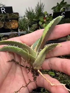 wolf7 プロフ必読様 リクエスト 3点 まとめ商品