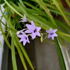sale 2026 花 種 ヒメヒオウギの種 希少なブルー 30粒のサムネイル