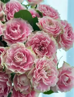 稀少バラ挿木苗