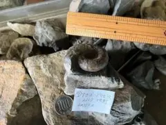化石　 アンモナイト　サファリナイテス　 地野 化石 アンモナイト サファリナイテス 地野 - メルカリ