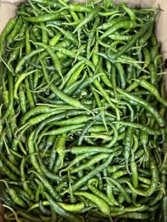 新鮮 採れたて 唐辛子 （激辛辣妹子）長野县產500g - メルカリ