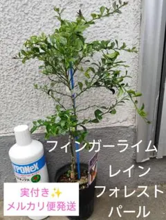 実付き⭐️ フィンガーライム リックスレッド 苗木 苗 - メルカリ