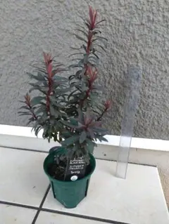 がーべら様 リクエスト 2点 まとめ商品