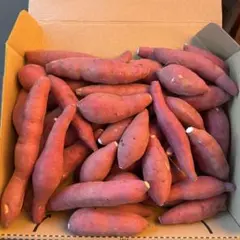 紅はるか 極小サイズ