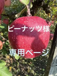 ピーナッツ様専用ページ　山形県朝日町和合平　サンふじ