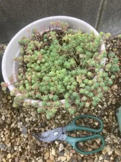 パリダム根付き　セダム 観葉植物