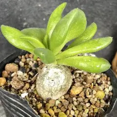 2025年最新】チレコドン 万物想の人気アイテム - メルカリ