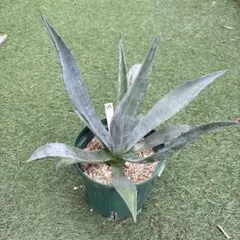 【めー様専用】15.アガベ アオノリュウゼツラン アメリカーナ 観葉植物