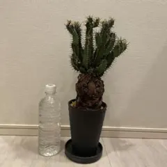 ムランジーナ　特大良形株 ムランジーナ 特大良形株 ユーフォルビア ムランジーナ