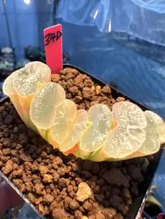 26d ハオルチア　多肉植物　大縄帝玉扇錦　自家繁殖 26d ハオルチア 多肉植物 大縄帝玉扇錦 自家繁殖