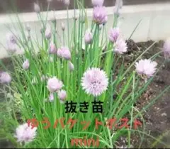 エシャロットShallot、タイのワケギ苗50個サイズバラバラ980円 2026年最新】わけぎ苗の人気アイテム - メルカリ 野菜