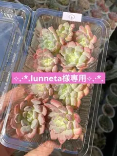 lunneta様 リクエスト 2点 まとめ商品