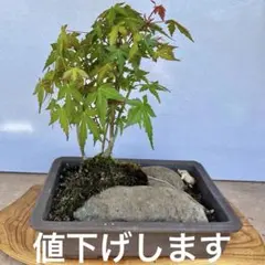 イチイ 一位盆栽 懸崖風 樹高32cm 富士山溶岩付 - メルカリ