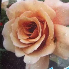 薔薇苗(ジュリア)のサムネイル