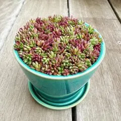 【匿名配送】多肉植物　セダム　ポーチュラカ　ピンキー　脇芽詰め合わせ100個以上