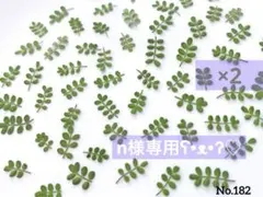 ソフォラリトルベイビー　　　　　　　　　　　　ドライフラワー