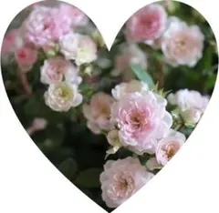 2780円 ミニバラ 薔薇 苗 ハート フォー ユー PVP 正規品 3.5号L