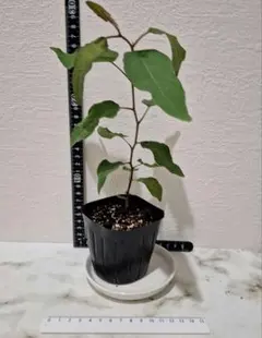 レモンユーカリ　抜き苗