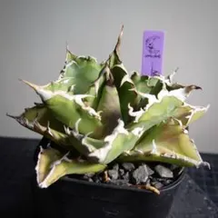 2026年最新】ホワイトファイヤーアガベの人気アイテム - メルカリ