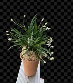 富貴蘭　花祭り　3条のサムネイル
