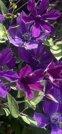 くみばあ様 リクエスト 3点 まとめ商品