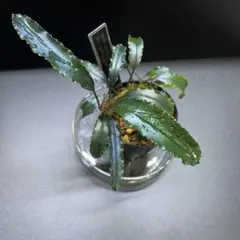 ブセファランドラ sp. 