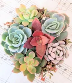 多肉植物 (5種エケベリア入り) カット苗セット※寄せ植え等に