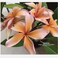 Plumeria CENDANA EMAS カット苗 Plumeria CENDANA EMAS カット苗 - メルカリ