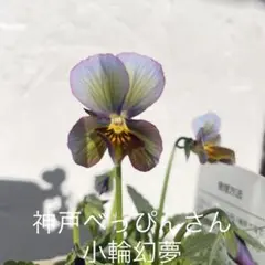 2026年最新】神戸べっぴんさん幻夢の人気アイテム - メルカリ