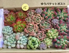15 多肉植物　多肉弁当　詰め合わせ　寄せ植え　セット　カット苗　韓国苗　セダム