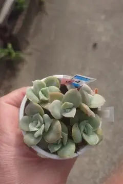 多肉植物　覆輪♥ラブリーローズ錦白班　抜き苗　ピンクに紅葉中 ラブリーローズ錦 覆輪 多肉植物