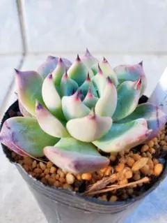 2025年最新】ざわわ 多肉の人気アイテム - メルカリ