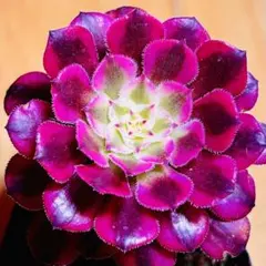 多肉植物⭐️ブラックカッパーホワイト⭐️韓国苗育成 抜き苗 g6のサムネイル