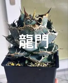 y*y様 アガベ チタノタ 猗窩座 青肌ブツブツ系 特選株 新品先発極上株 強刺 s*e様 アガベ チタノタ 猗窩座 青肌ブツブツ系 特選株 新品先発極上株