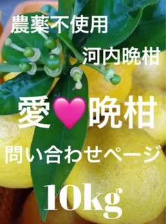 栽培期間中農薬不使用！河内晩柑(愛♡晩柑)10キロ！問い合わせページ