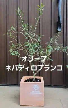 オリーブの木 ネバディロブランコ セラミックゴージャス鉢植え 苗木