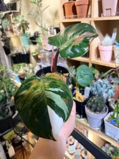 かいちゃん様 リクエスト 2点 まとめ商品