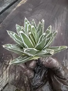 2026年最新】笹の雪 ダルマの人気アイテム - メルカリ