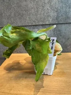 ユ*ノ様 大株出品　ヒリーパオパオ　胞子培養 2025年最新】ヒリーパオパオの人気アイテム - メルカリ