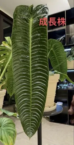 2026年最新】anthurium veitchiiの人気アイテム - メルカリ