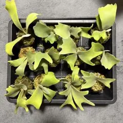 2026年最新】月光爪哇の人気アイテム - メルカリ