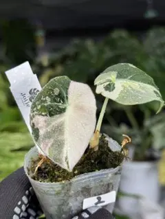 2025年最新】アロカシア 斑入り ピンクの人気アイテム - メルカリ