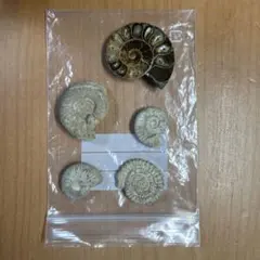 極美品アンモナイト 化石 3種セット 展示ケース付き 共生タイプ 虹入り