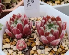 Ｄｅｓｎｅｙ 　Ｆｅｓｔｉｖａｌ　2苗　Sempervivum　センペルビブムのサムネイル
