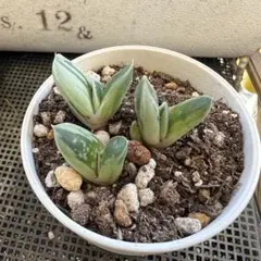 多肉植物♡グリーンアイス 斑入り 子株 3苗 抜き苗