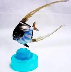 イトヒキアジ(幼魚)　／黒潮コメッコ AQUATALES～黒潮の魚たち