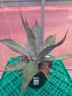 2026年最新】アガベ マルガリータの人気アイテム - メルカリ